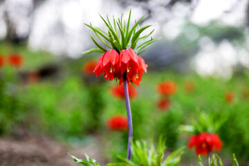 Plaine de tulipes renversées dans la province d'Ilam