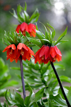 Plaine de tulipes renversées dans la province d'Ilam