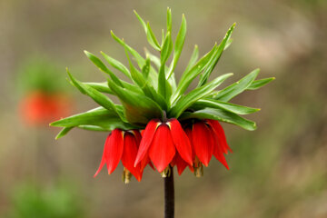 Plaine de tulipes renversées dans la province d'Ilam