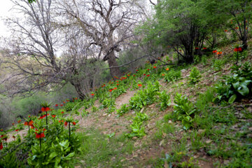 Plaine de tulipes renversées dans la province d'Ilam