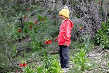 Plaine de tulipes renversées dans la province d'Ilam