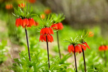 Plaine de tulipes renversées dans la province d'Ilam