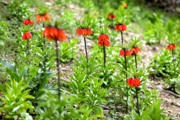 Plaine de tulipes renversées dans la province d'Ilam