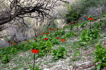 Plaine de tulipes renversées dans la province d'Ilam