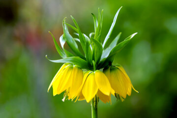 Plaine de tulipes renversées dans la province d'Ilam