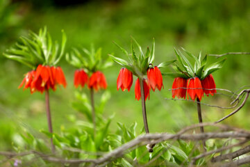 Plaine de tulipes renversées dans la province d'Ilam