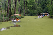 Saravan Marsh in north Iran