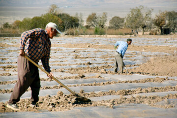 آغاز کاشت زیرپلاستیکی خربزه در سرخه