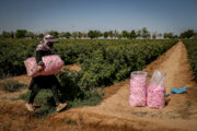Dünyadaki güllerin (Rosa damascena)  %70'i İran'da üretiliyor 