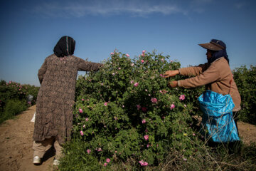 برداشت گل محمدی