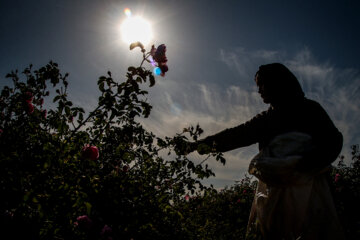 برداشت گل محمدی