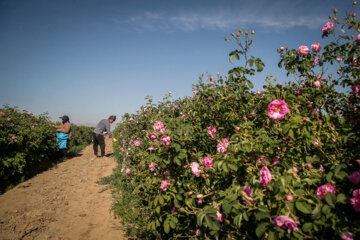 برداشت گل محمدی