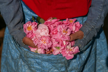 برداشت گل محمدی