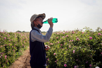 برداشت گل محمدی