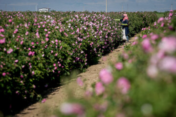 برداشت گل محمدی