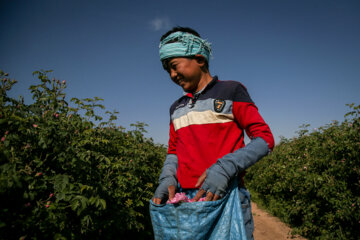برداشت گل محمدی