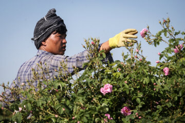 برداشت گل محمدی