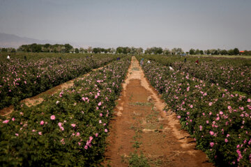 برداشت گل محمدی