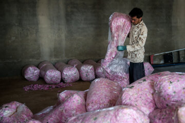 برداشت گل محمدی