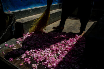 برداشت گل محمدی