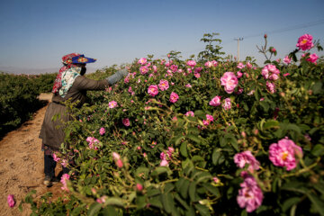 برداشت گل محمدی