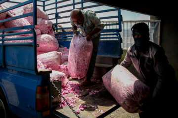 برداشت گل محمدی