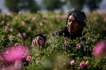 برداشت گل محمدی