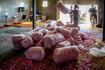 برداشت گل محمدی