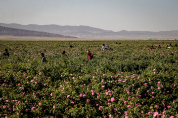 برداشت گل محمدی
