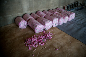 برداشت گل محمدی