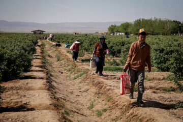 برداشت گل محمدی