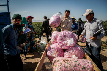 برداشت گل محمدی