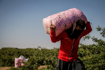 برداشت گل محمدی