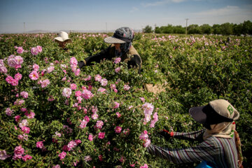 برداشت گل محمدی