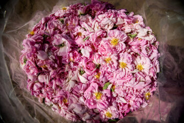 برداشت گل محمدی