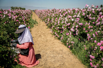برداشت گل محمدی
