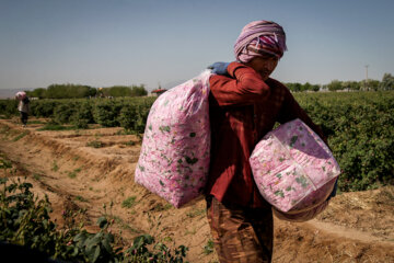 برداشت گل محمدی