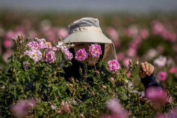 افزایش ۸۸ درصدی تولید گل محمدی در ایران/ صادرات ۶ تن اسانس در سال گذشته