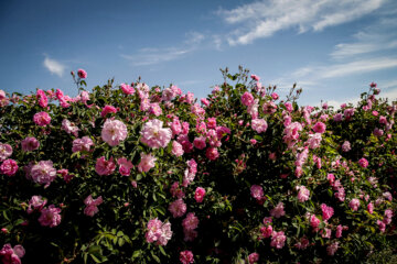 برداشت گل محمدی