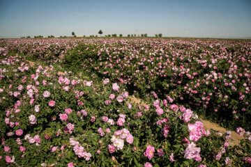 برداشت گل محمدی