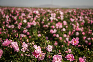 Récolte de roses à Qom en Iran 