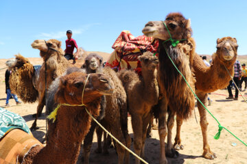 Iran : fête nomade « Qara Oghlanlou » à Zanjan au nord-ouest le vendredi 28 avril 2023 (Photo : Bahrâm Bayât)