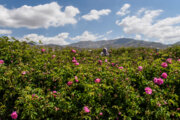 Rosen-Blumengärten in Provinz Fars