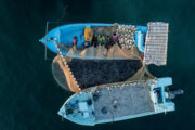 مدیرکل شیلات هرمزگان: بیش از ۱۰۰ هزار تُن ماهی سالیانه در قشم صید می شود