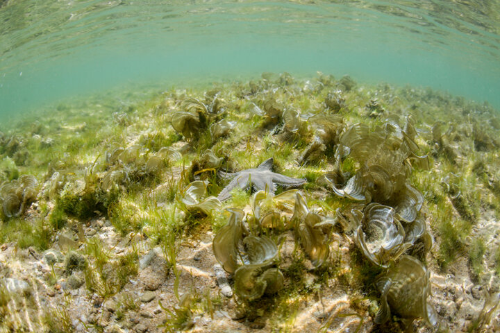 اطلسی از نقشههای اقیانوسشناسی خلیج فارس منتشر میشود/ گردآوری و انتشار دادههای علمی