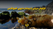 فیلم | خرگوش دریایی از نرم‌تنان دارویی خلیج‌فارس