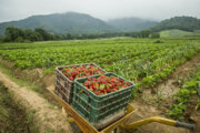 افزایش ۱۰ درصدی ارزش صادرات محصولات کشاورزی در سال جاری