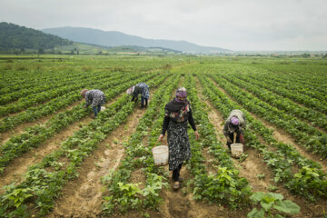تولید ۹۵درصد محصولات کشاورزی توسط بخش خصوصی