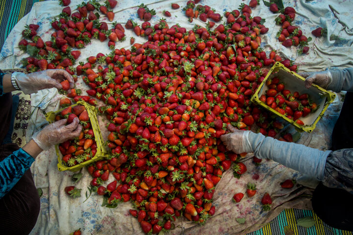 چگونه یک روستای کوچک قطب توت فرنگی کشور شد؟ ماجرای چند بذر و صبر ۵۰ ساله