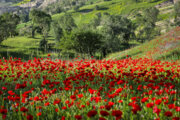 Red tulips in Ilam's mountains and hills